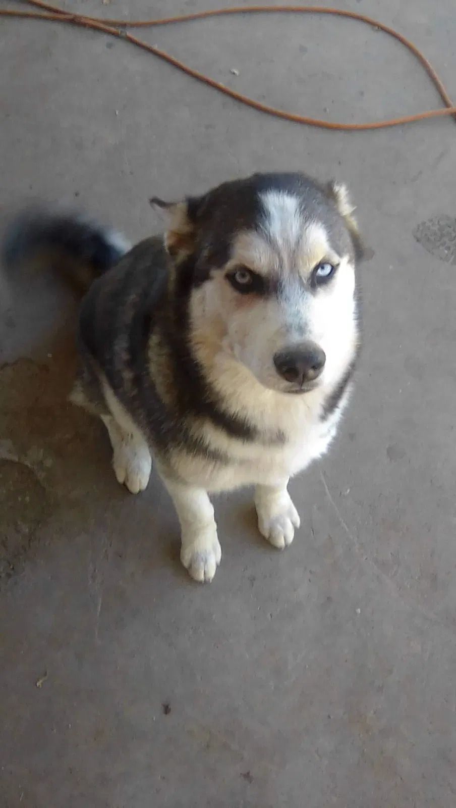 Lost dog in Fresno, CA, 93702