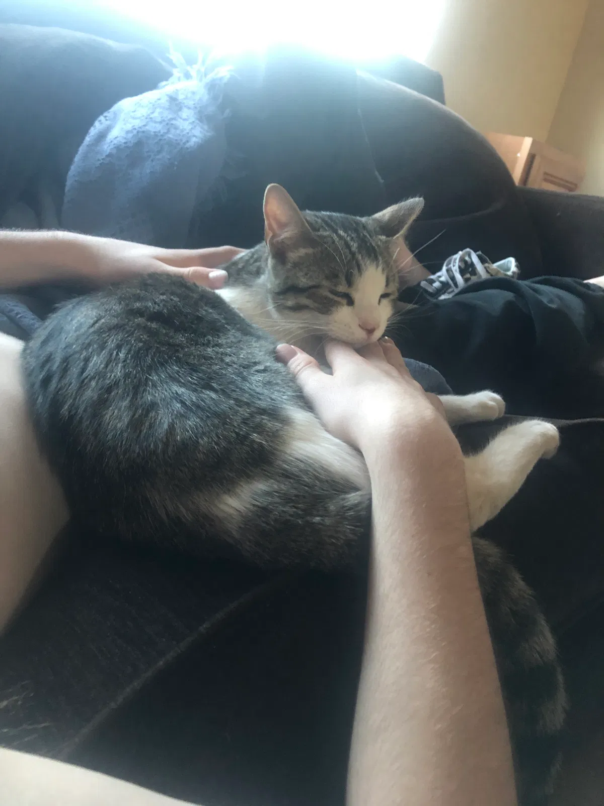 Lost cat in Phoenix, AZ, 85086