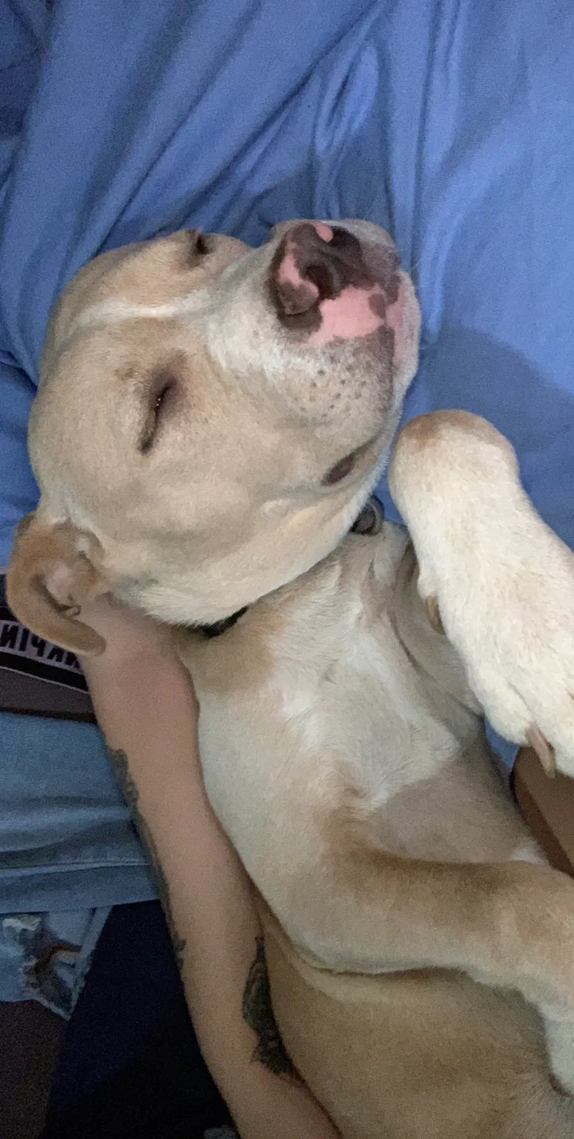 Lost dog in Bluefield, WV, 24701