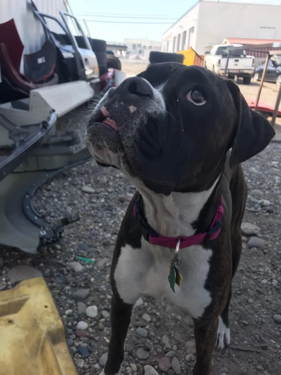 Lost dog in Shelley, ID, 83274