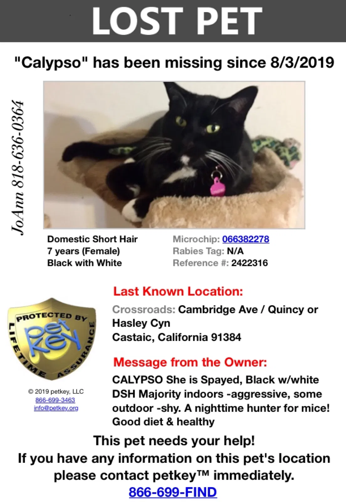 Lost cat in Castaic, CA, 91384