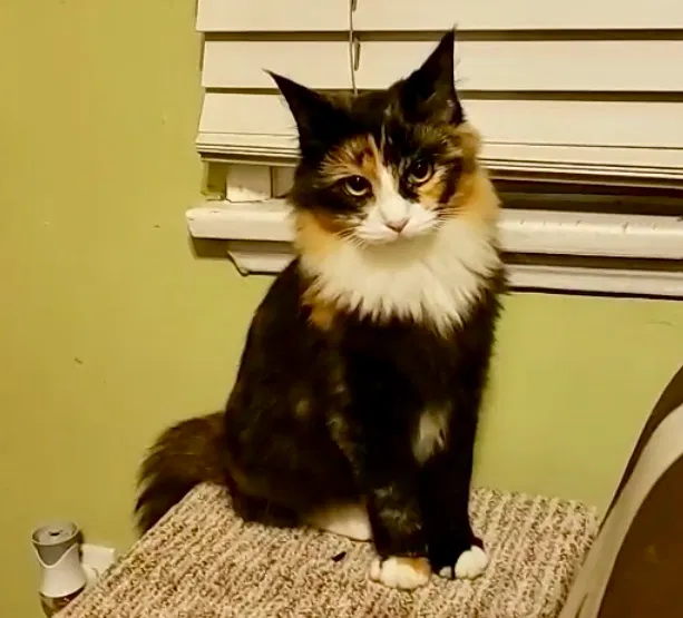 Lost cat in San Fernando, CA, 91340