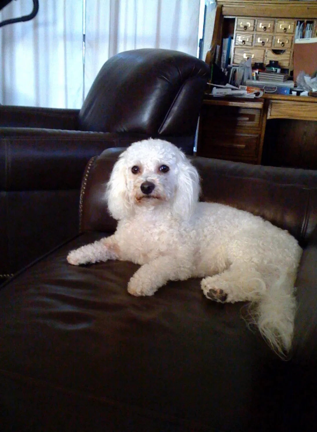 Lost dog in Spring, TX, 77386