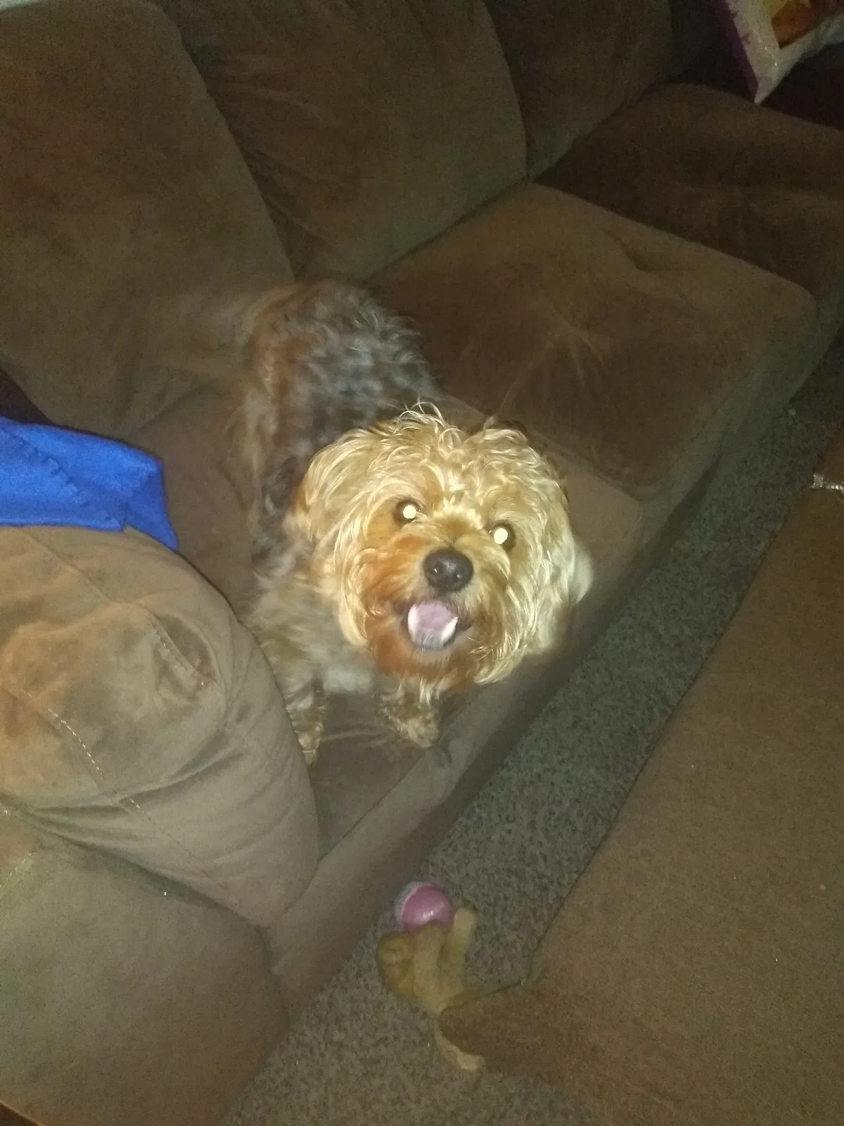Lost dog in Baltimore, MD, 21205