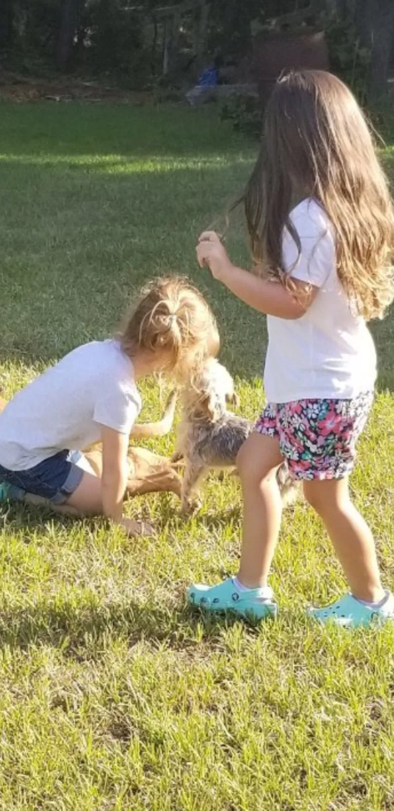 Lost dog in Hartsville, SC, 29550