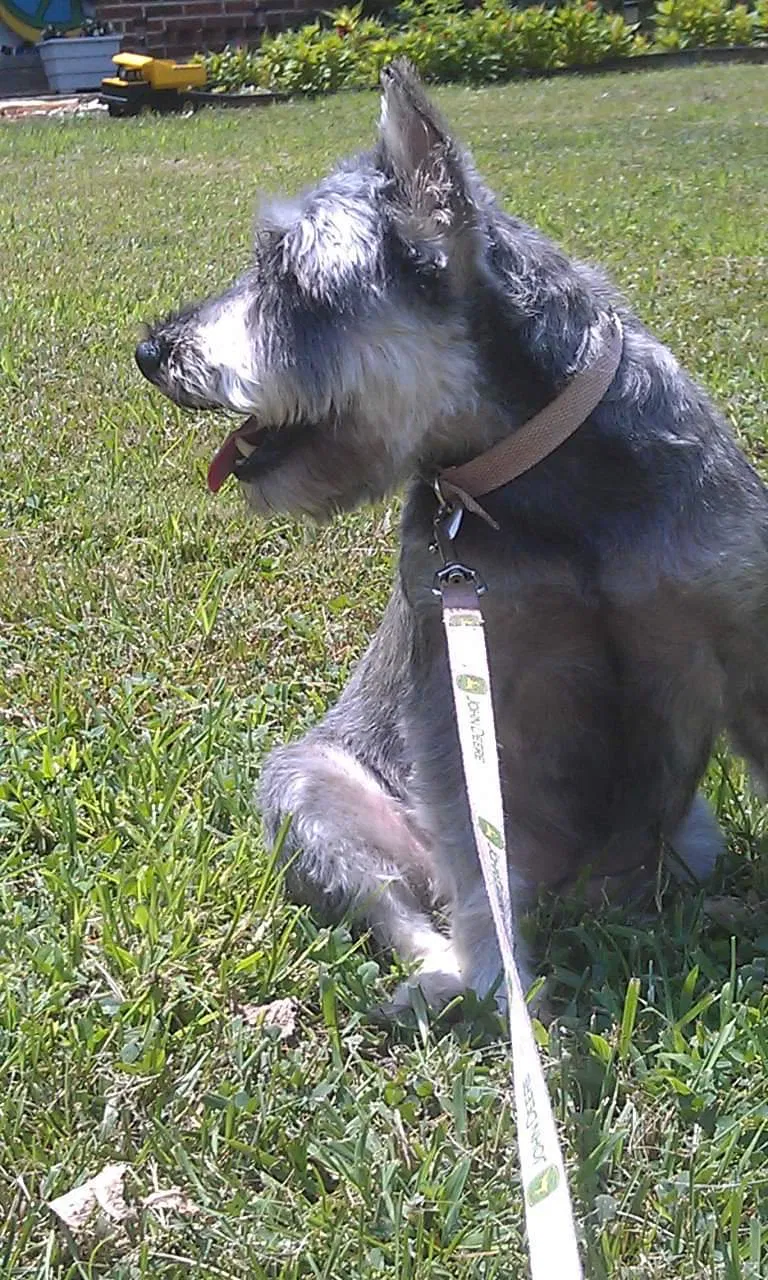 Lost dog in Adamstown, MD, 21710