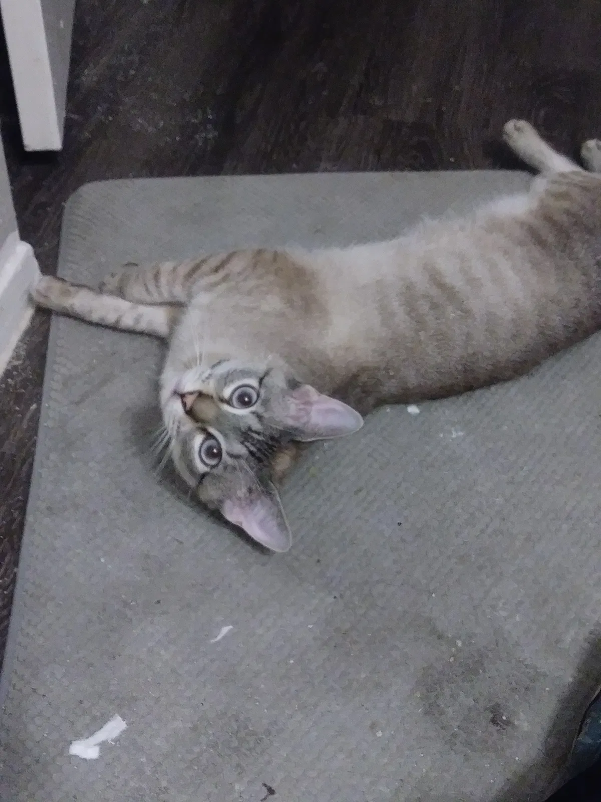 Lost cat in Waco, TX, 76711