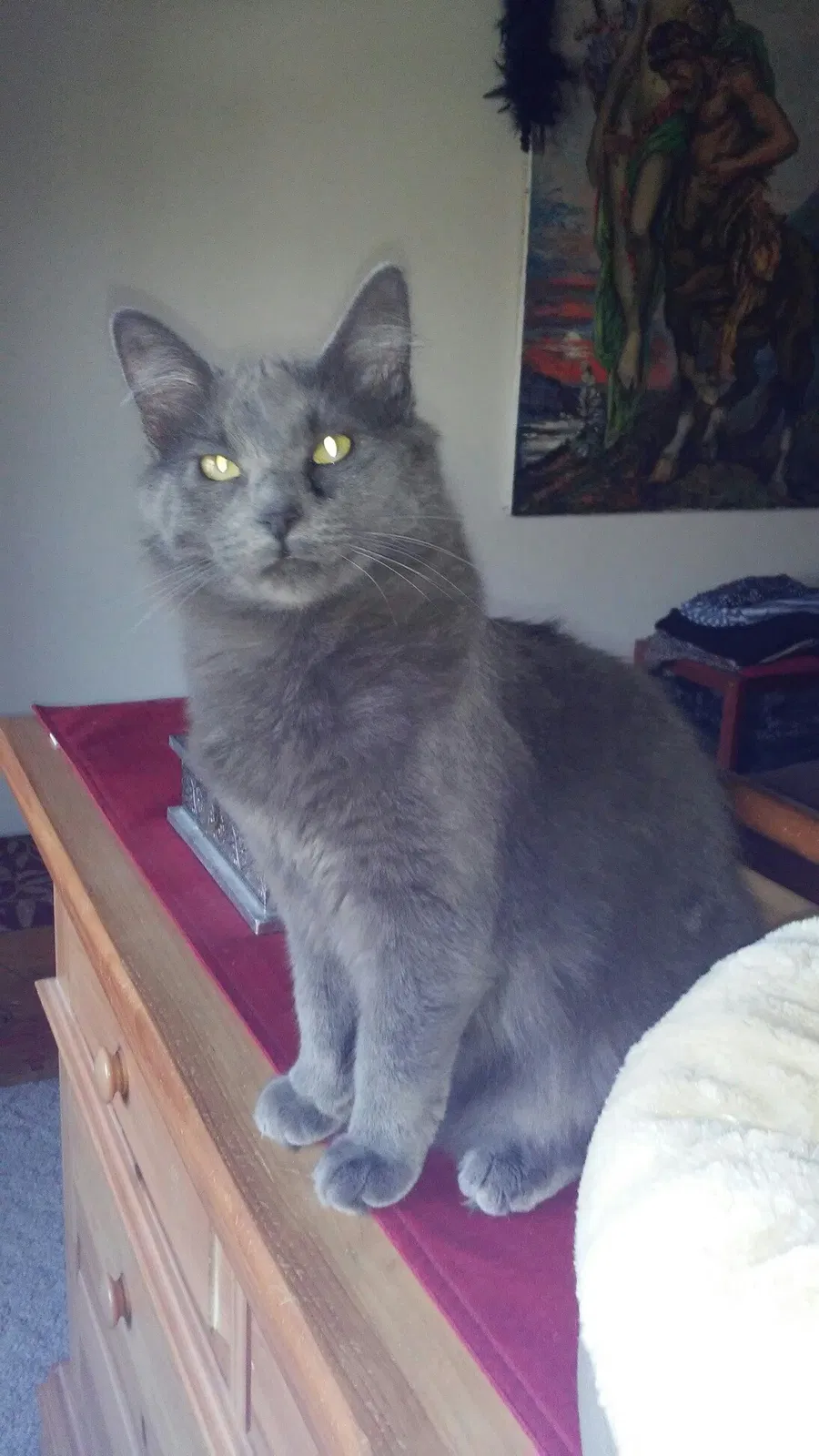 Lost cat in Pleasant Prairie, WI, 53158