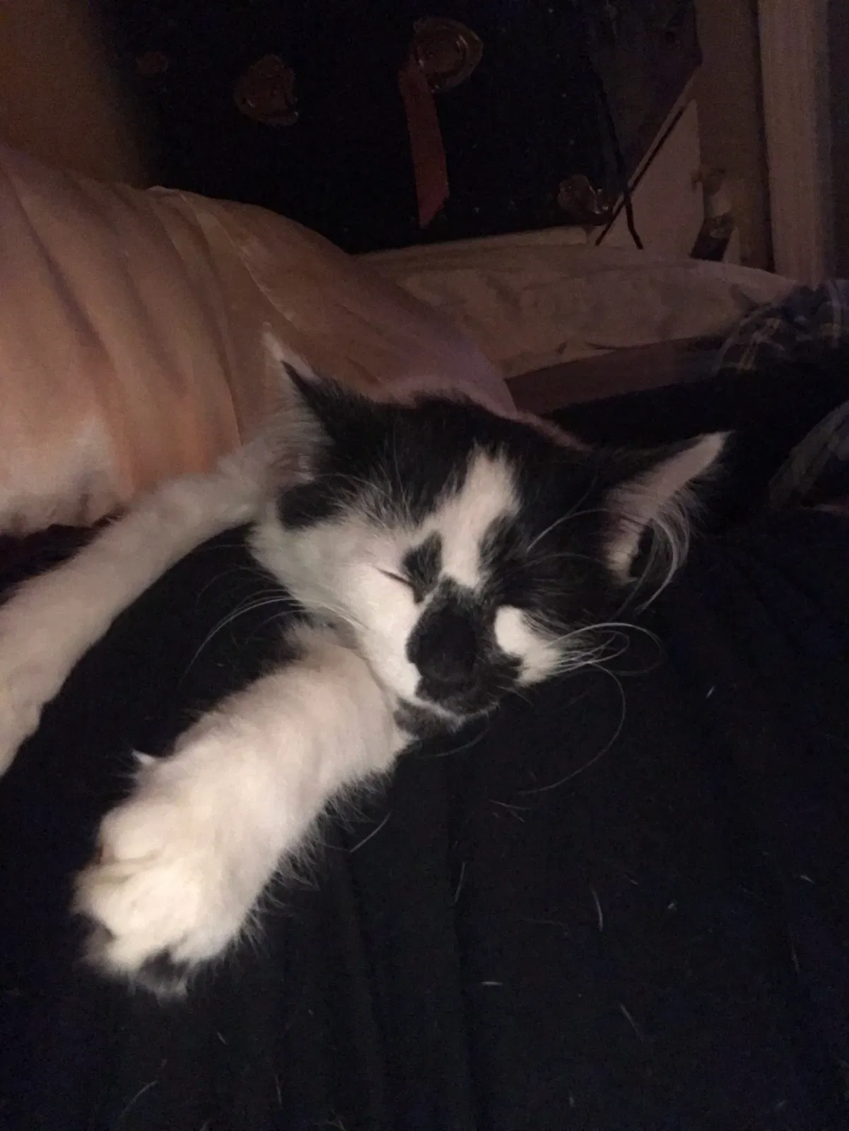 Lost cat in Indianapolis, IN, 46220