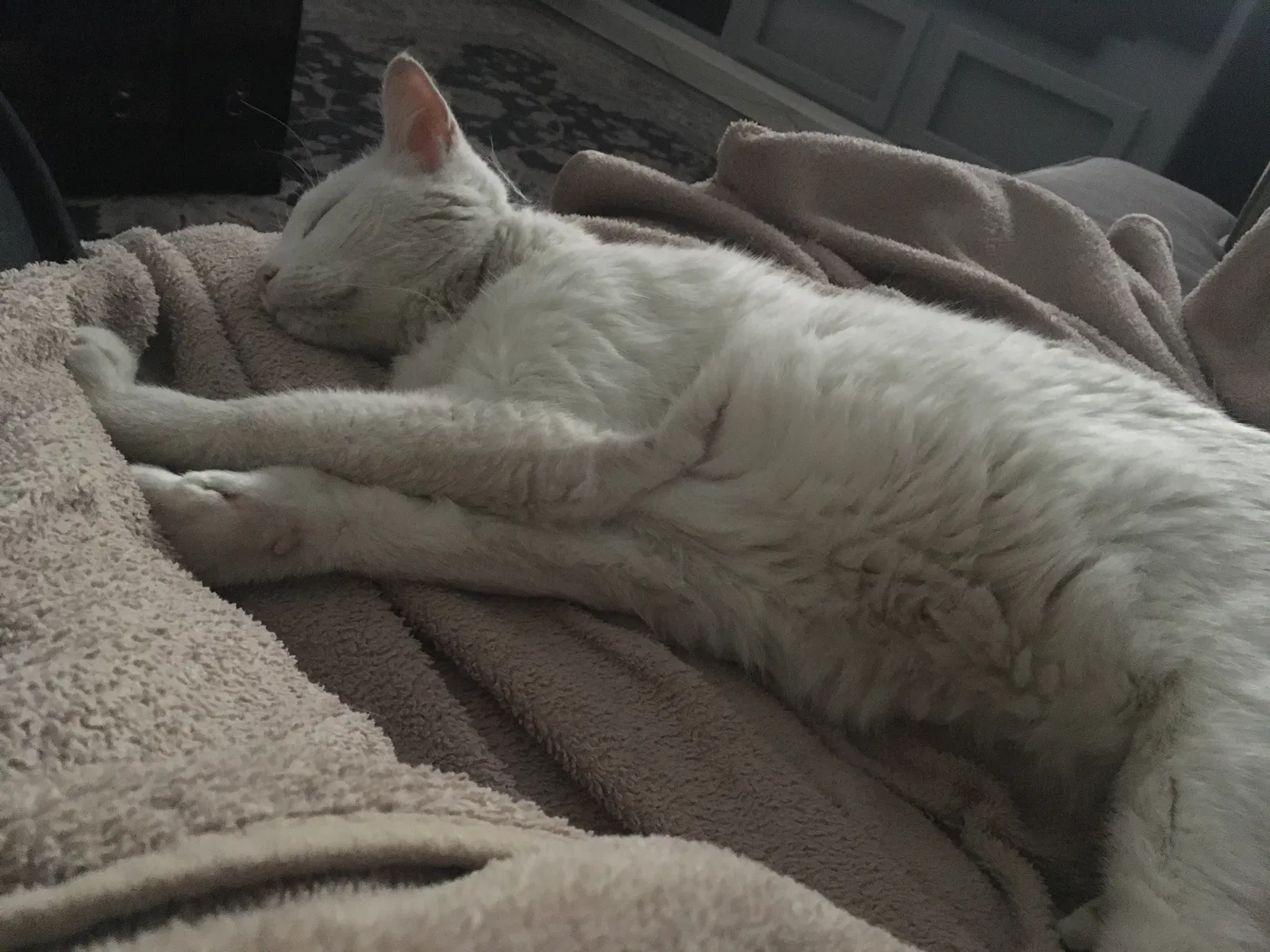 Lost cat in Surprise, AZ, 85374