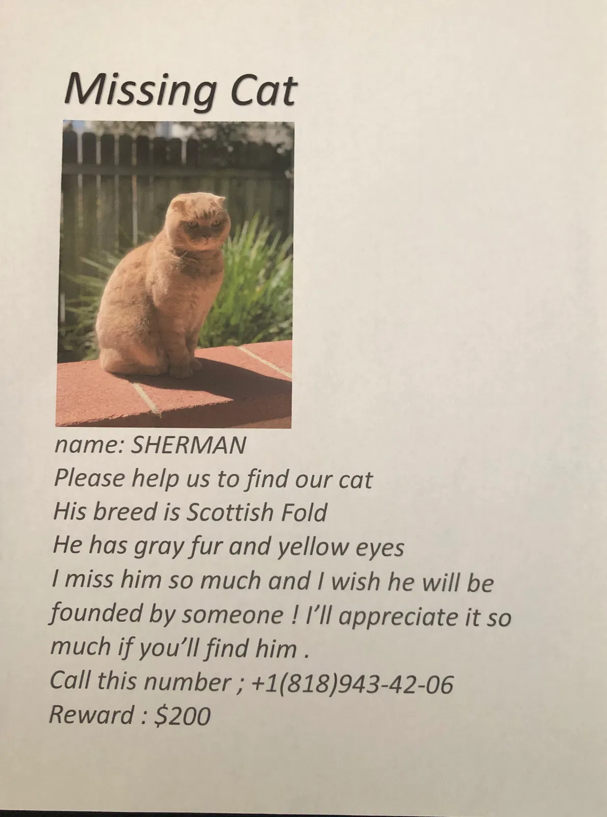 Lost cat in Sherman Oaks, CA, 91423