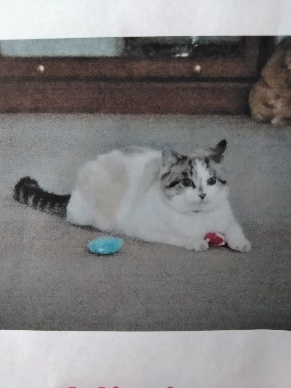 Lost cat in Cochranville, PA, 19330