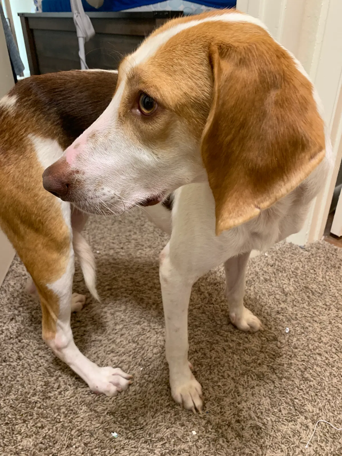 Lost dog in Orlando, FL, 32821