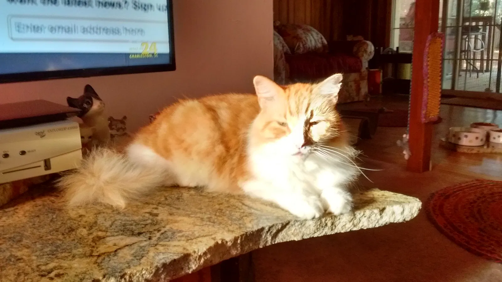 Found cat in Summerville, SC, 29483