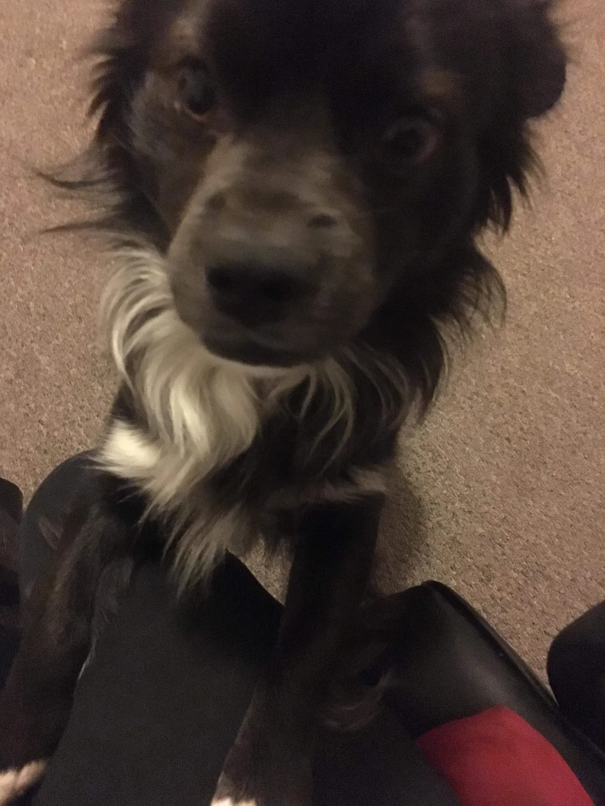 Lost dog in Fresno, CA, 93703