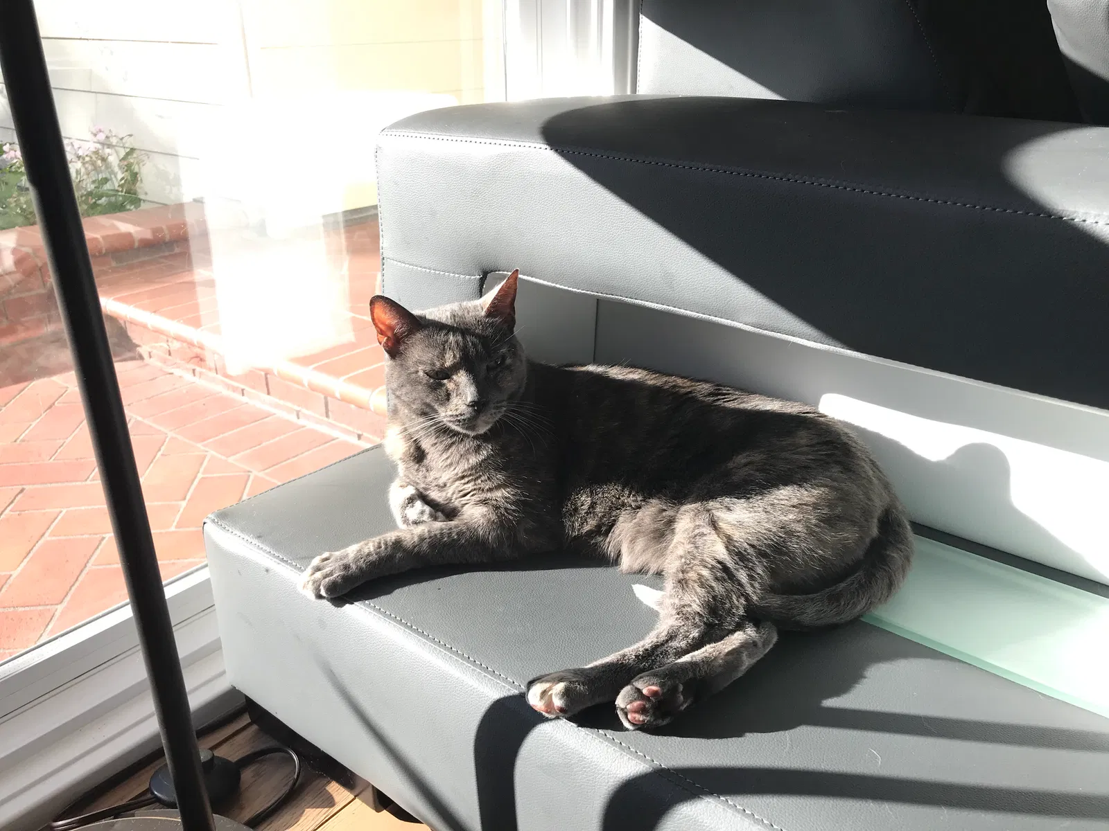 Lost cat in Rancho Palos Verdes, CA, 90275