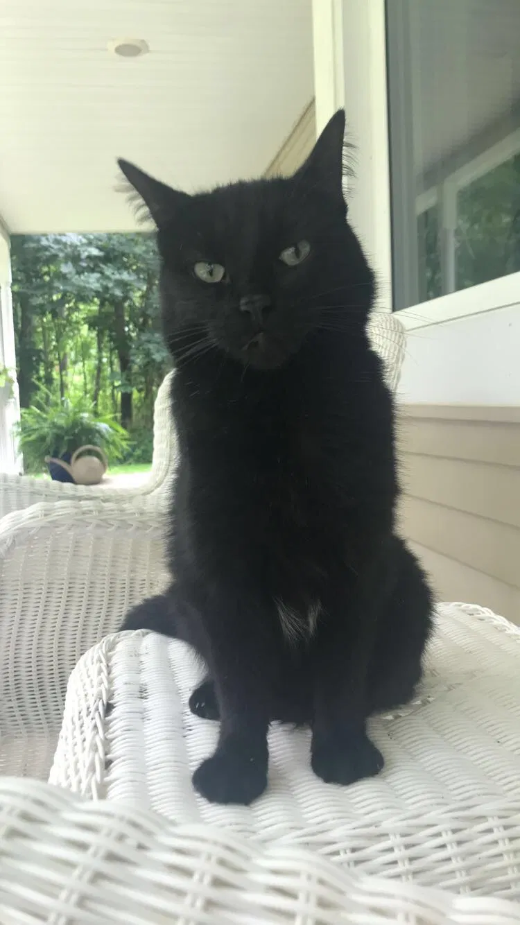 Lost cat in Brighton, MI, 48114