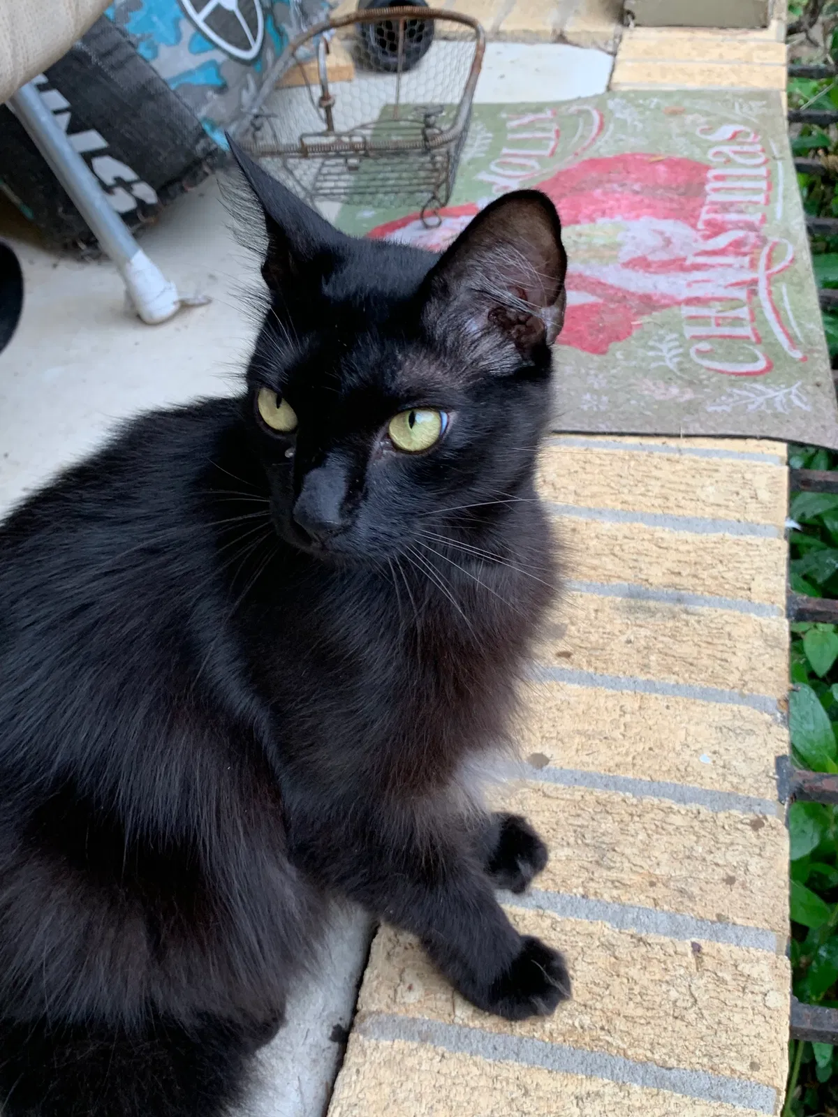 Lost cat in Lillian, AL, 36549