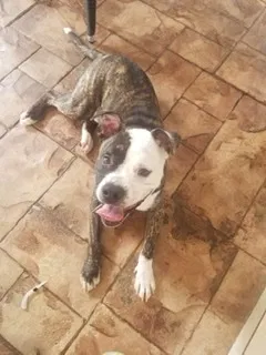 Lost dog in Miami, FL, 33170