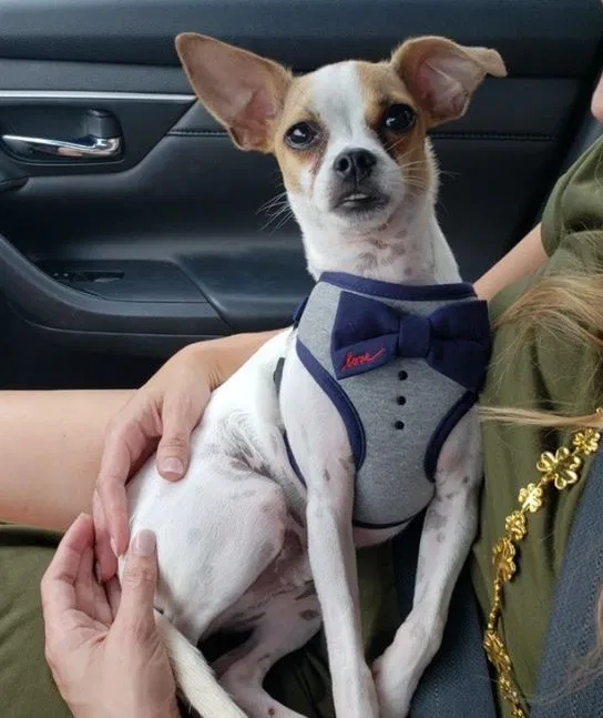 Lost dog in Saint Petersburg, FL, 33701