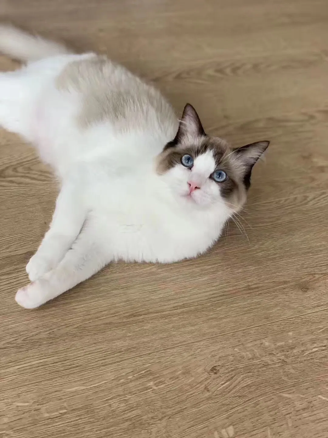 Lost cat in Unknown, CA, 0