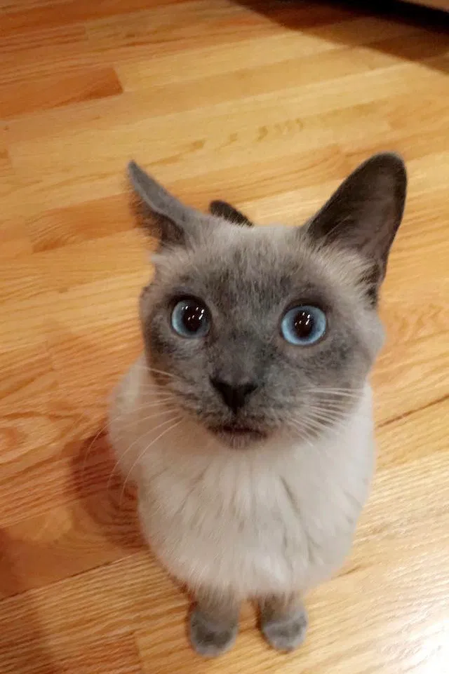 Lost cat in Norwood Young America, MN, 55368