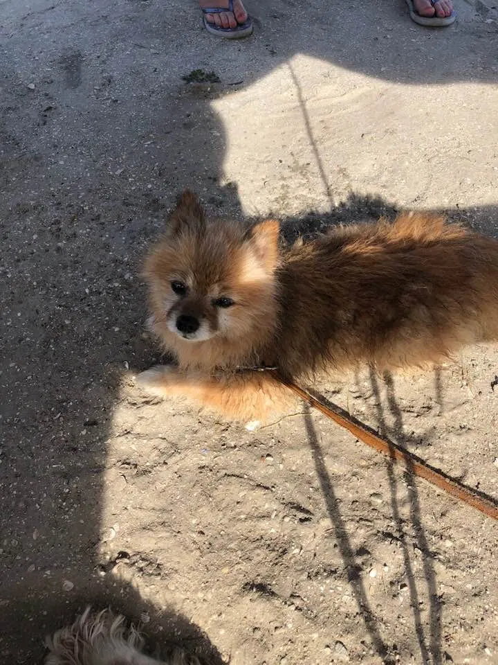 Lost dog in Orlando, FL, 32809