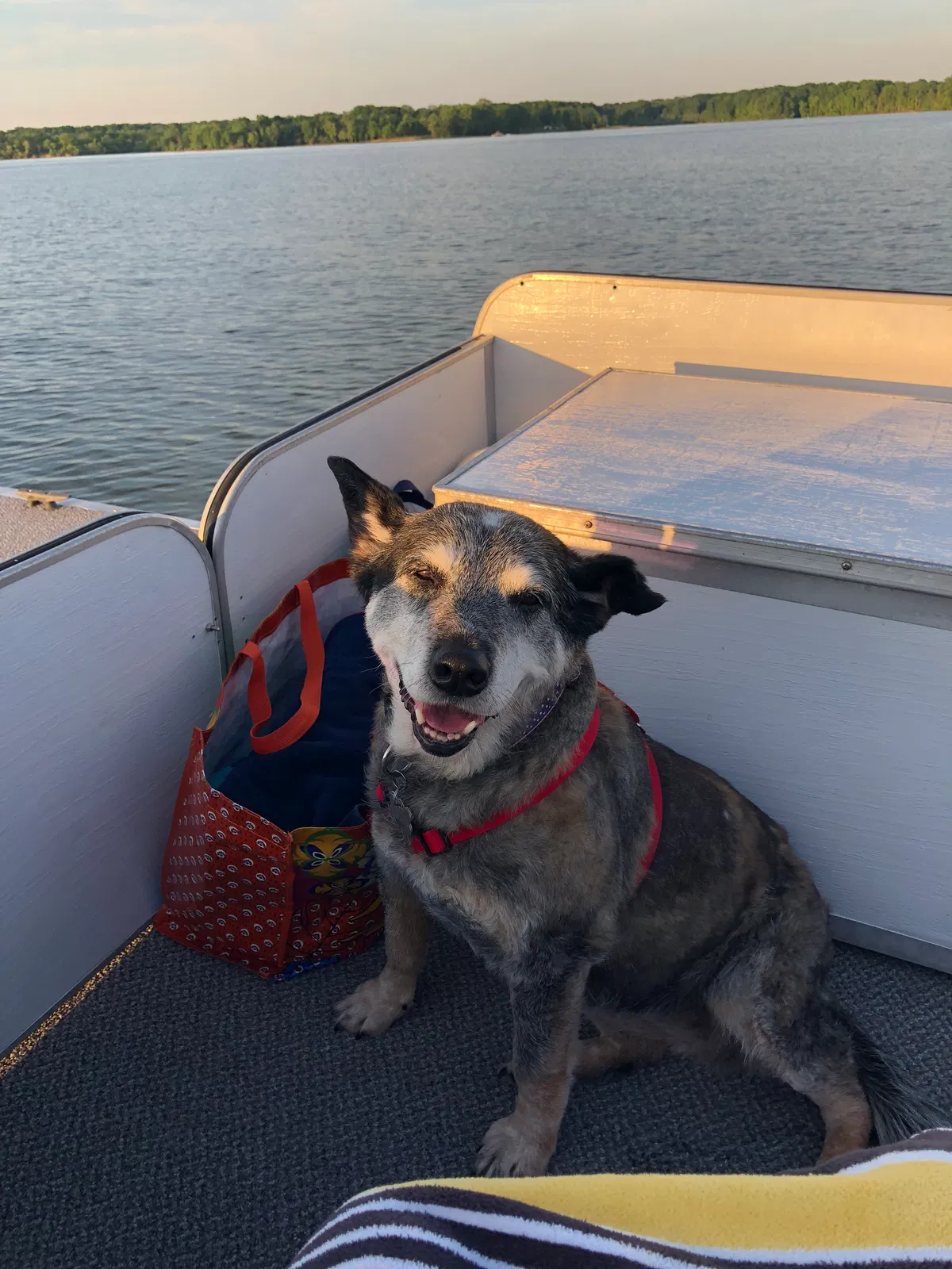 Lost dog in Marengo, OH, 43334