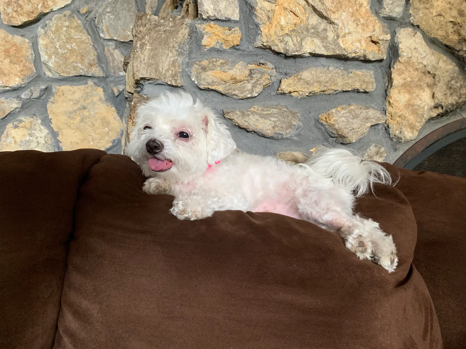 Lost dog in Tulsa, OK, 74110