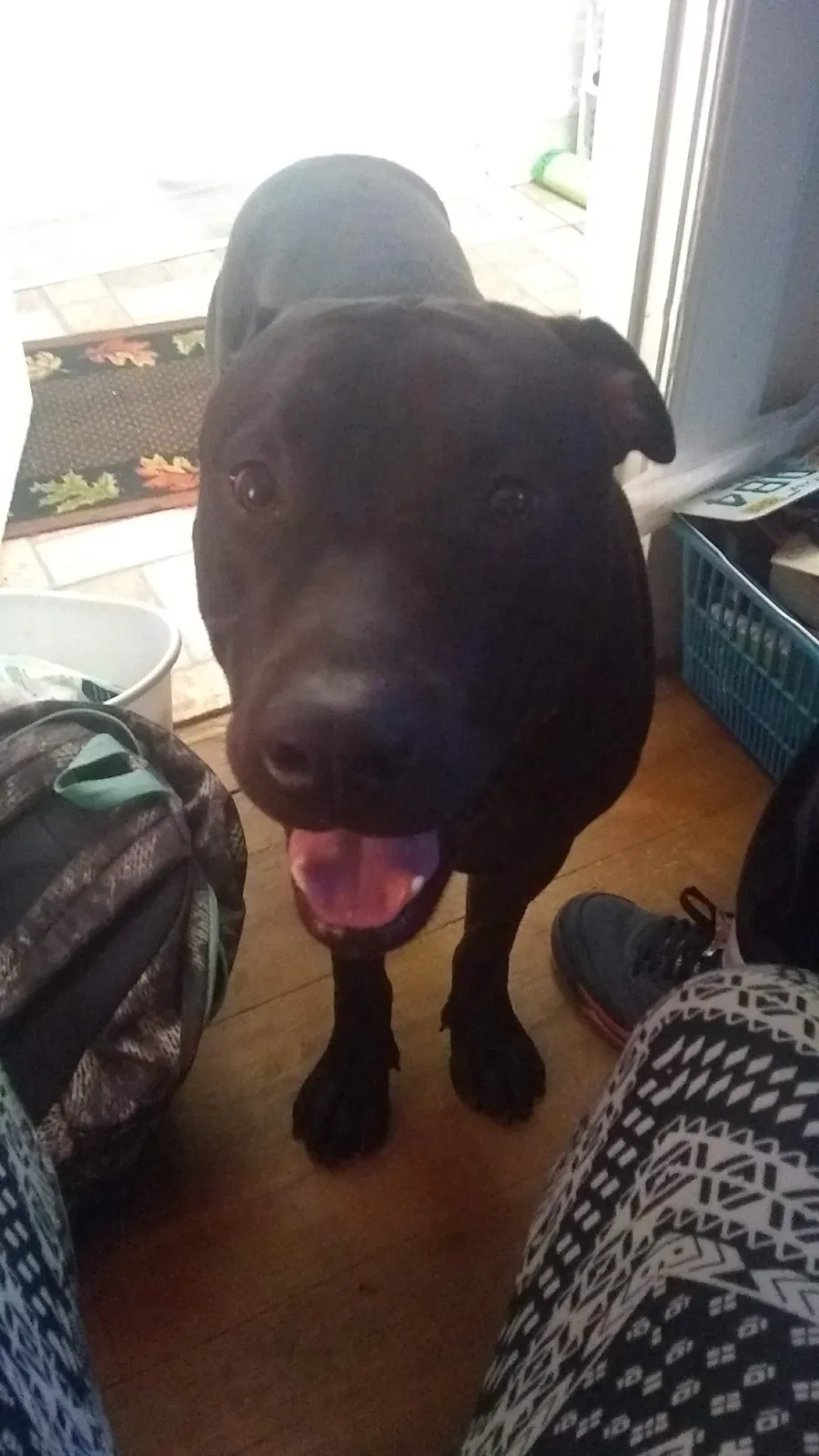 Lost dog in Colorado Springs, CO, 80906