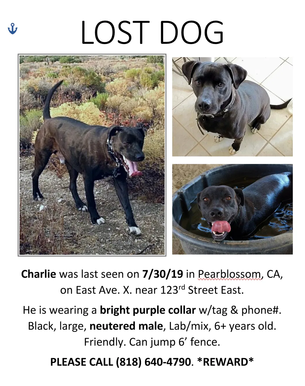 Lost dog in Pearblossom, CA, 93553