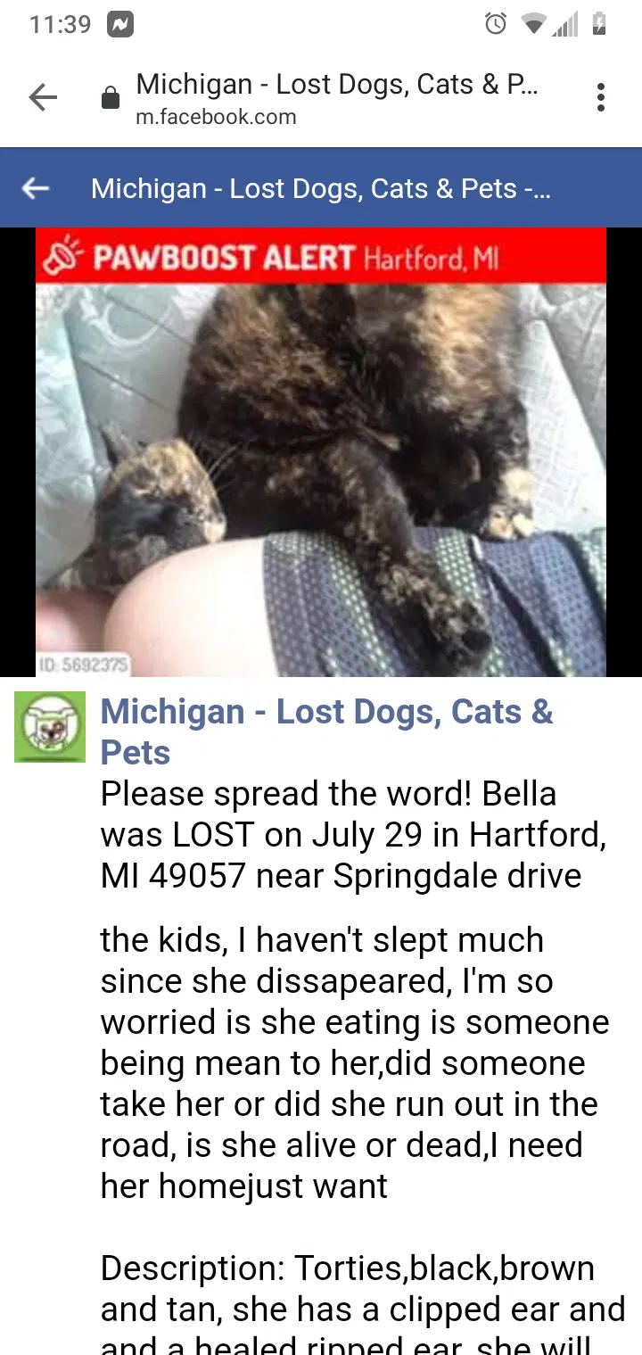 Lost cat in Hartford, MI, 49057