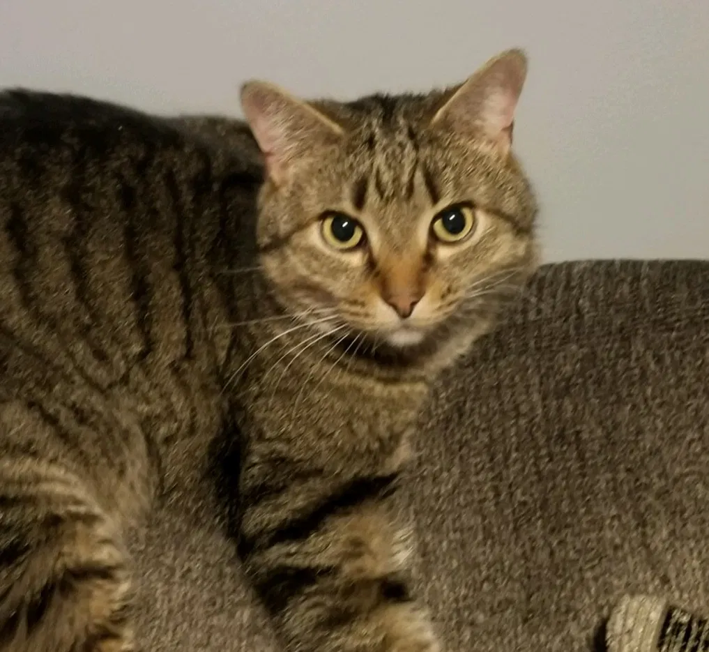 Lost cat in Byron, MI, 48418
