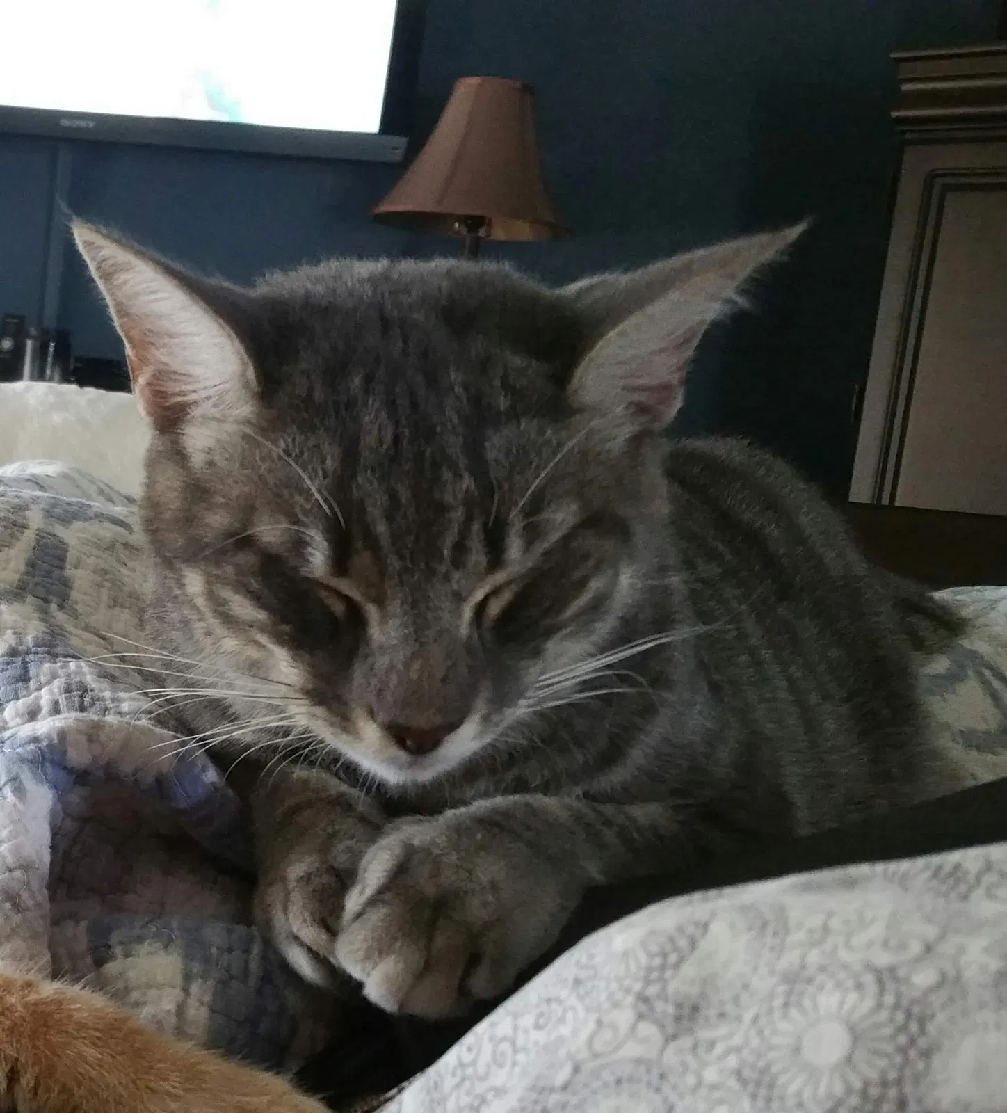 Lost cat in Punta Gorda, FL, 33980