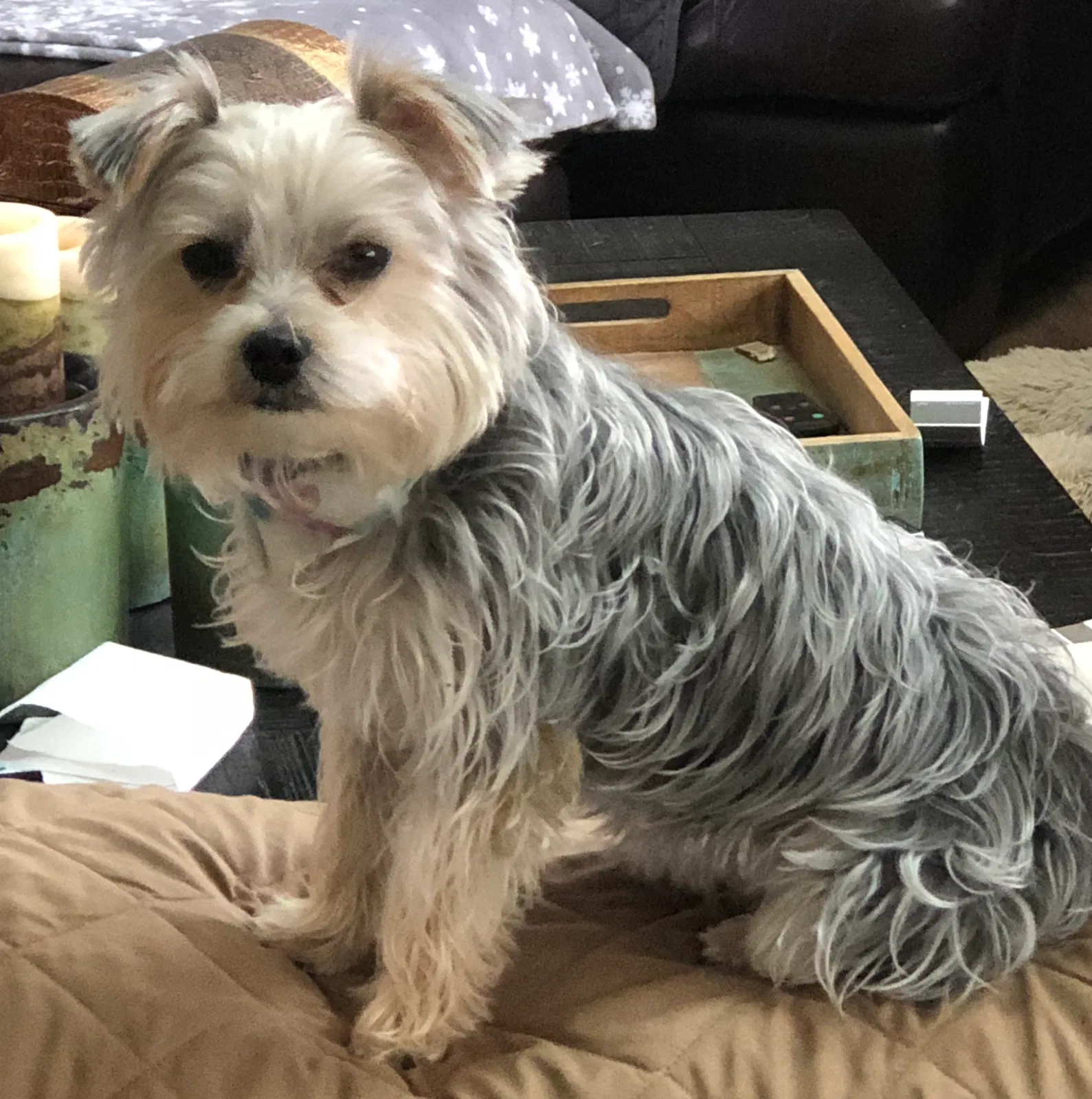Lost dog in Avon, OH, 44011