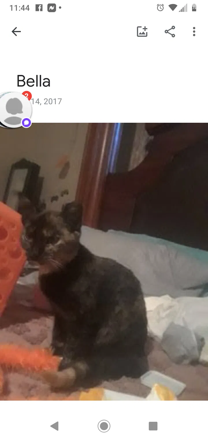 Lost cat in Hartford, MI, 49057