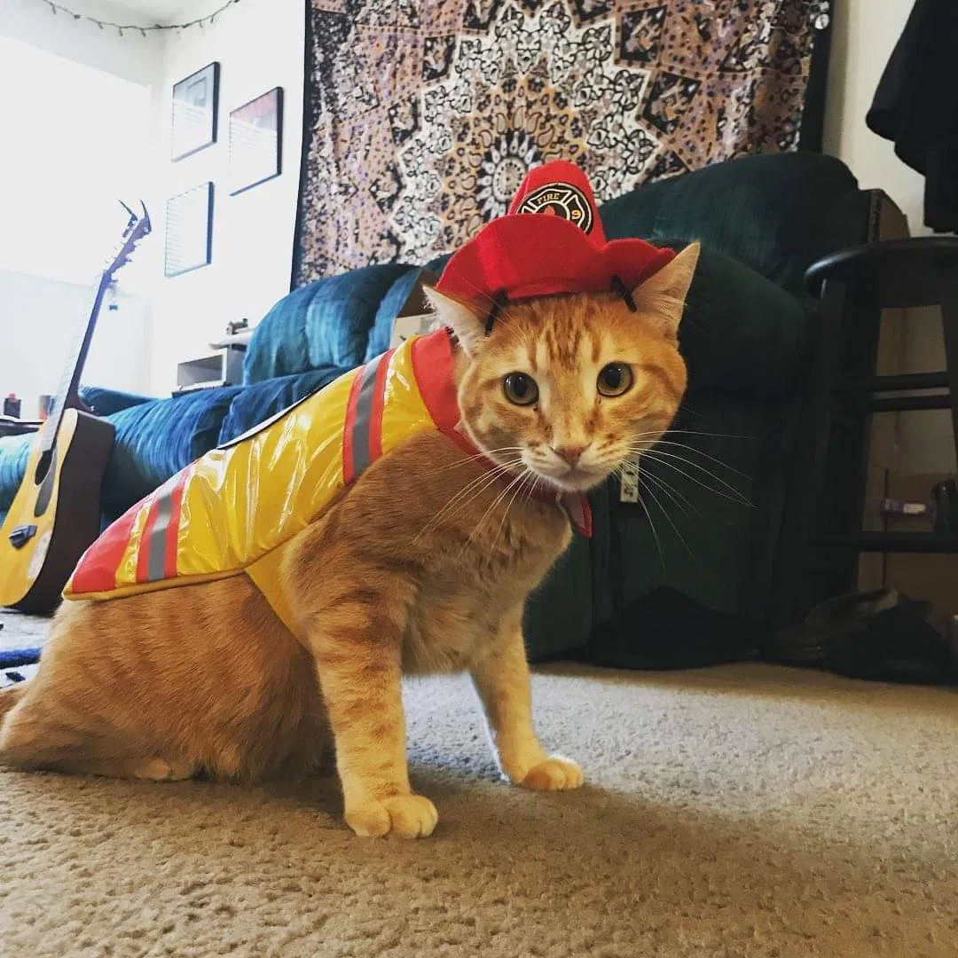 Lost cat in Aurora, CO, 80018