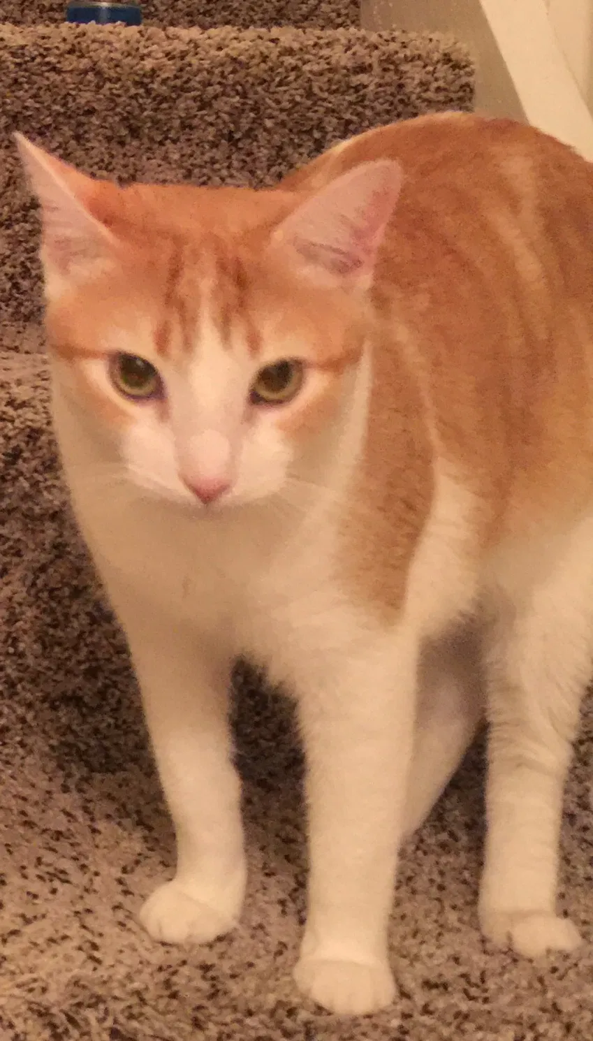 Lost cat in Ocala, FL, 34473
