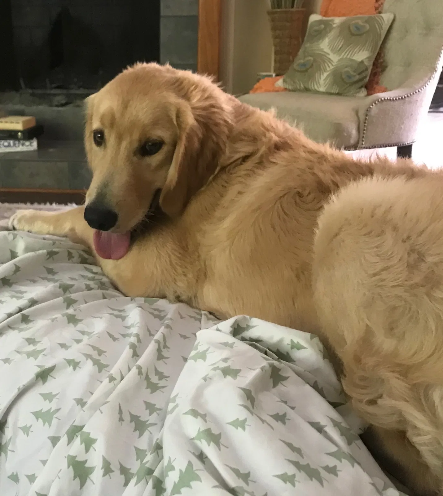 Lost dog in Houston, TX, 77069