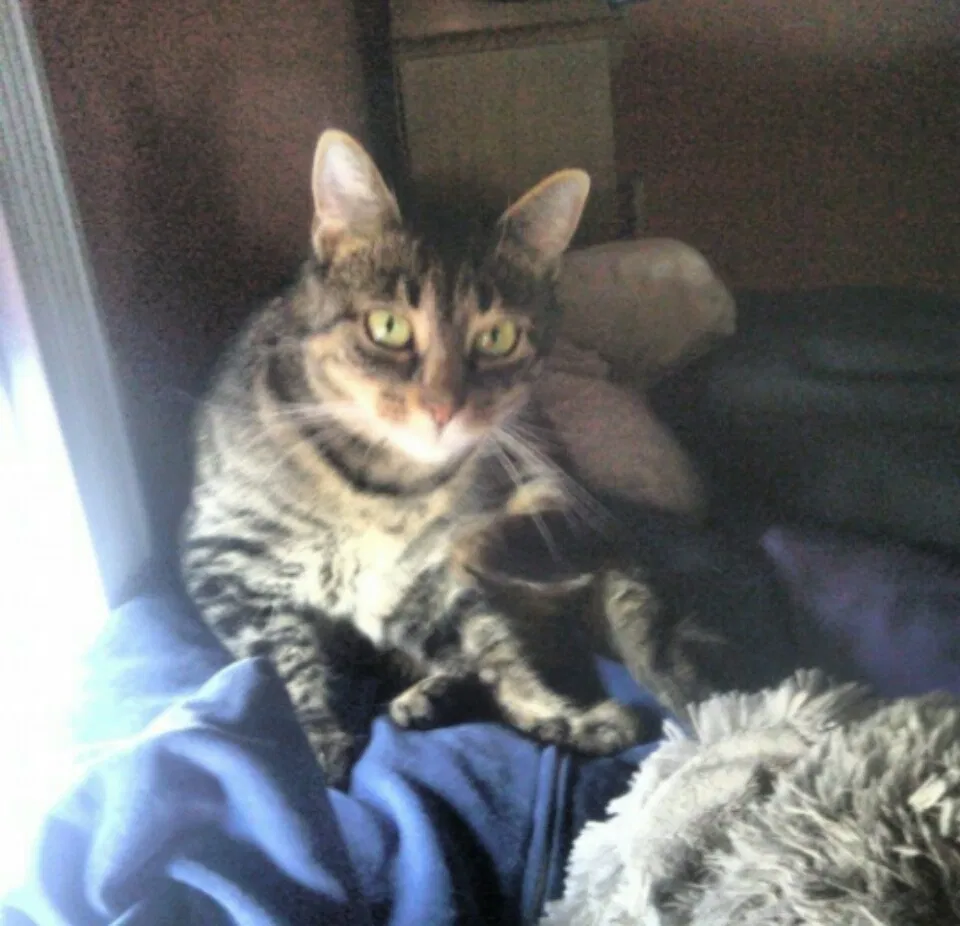 Lost cat in New Brighton, PA, 15066