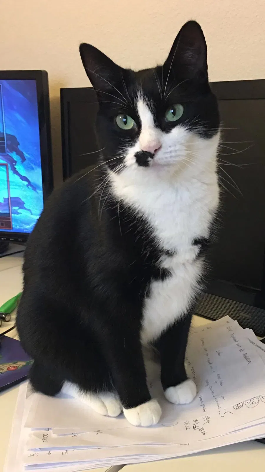 Lost cat in Missouri City, TX, 77459