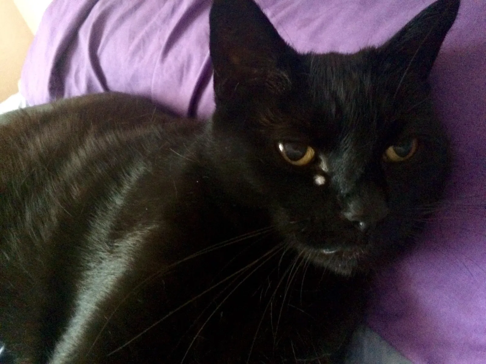 Lost cat in Huntington Beach, CA, 92646