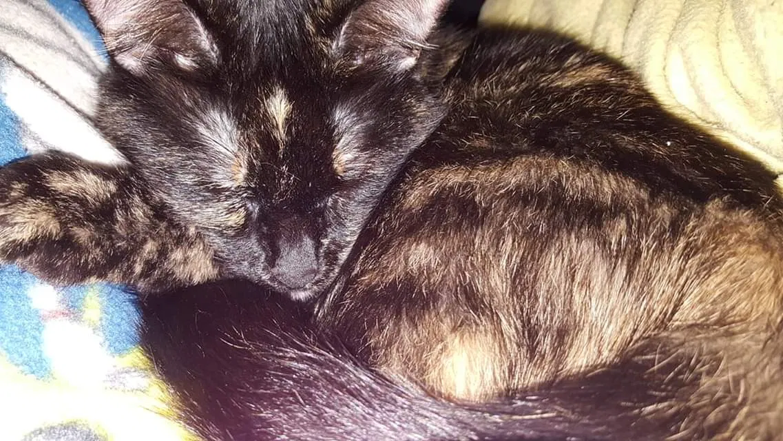 Lost cat in Newaygo, MI, 49337