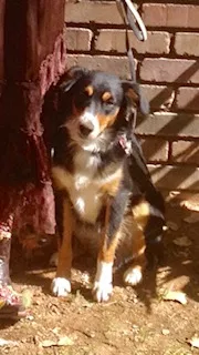 Lost dog in Phoenix, AZ, 85086