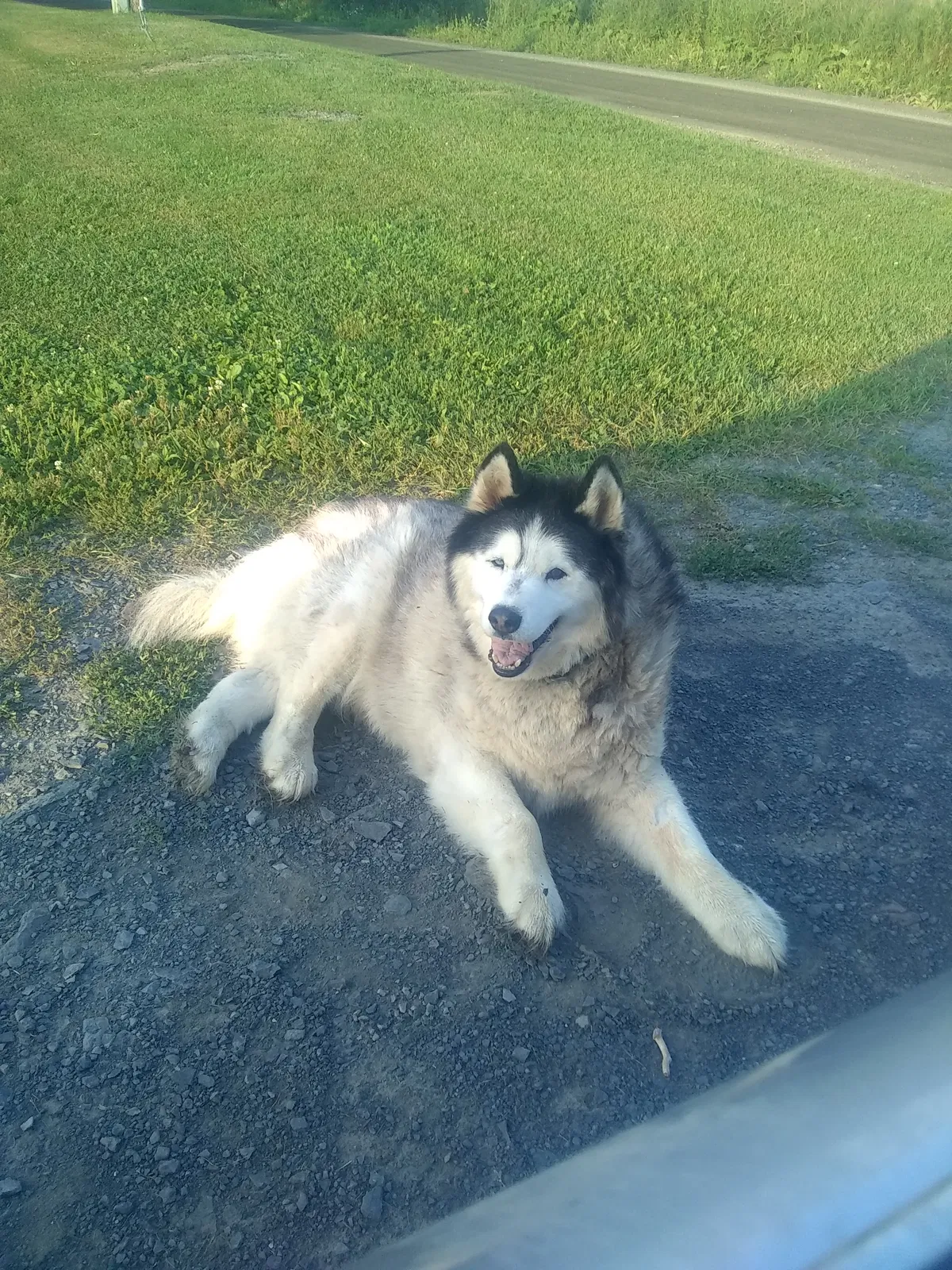 Lost dog in Worcester, NY, 12197
