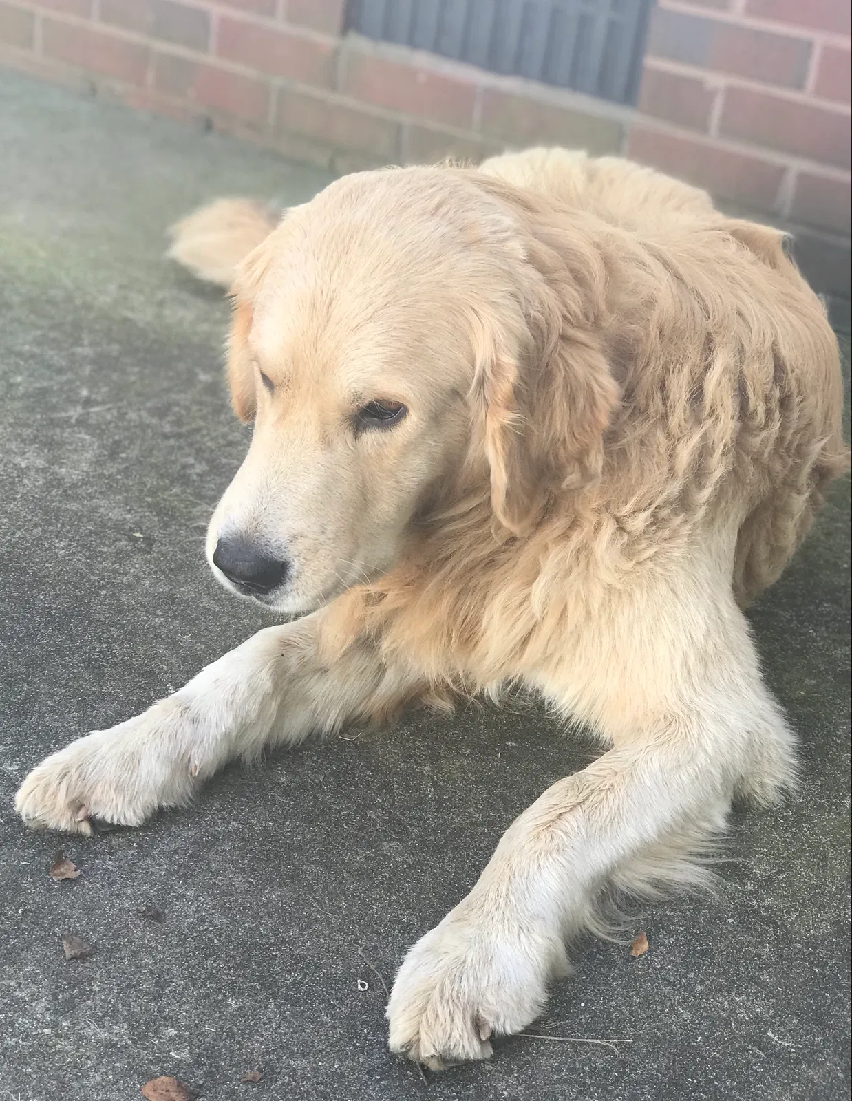 Lost dog in Rising Fawn, GA, 30738