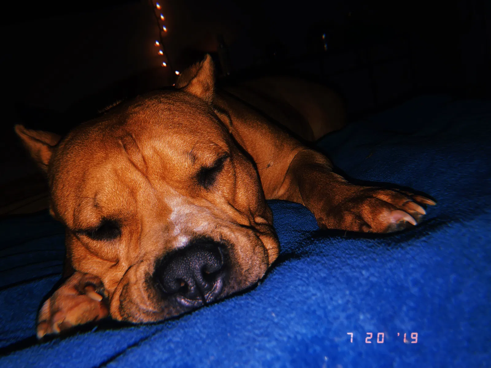 Lost dog in Kansas City, MO, 64134