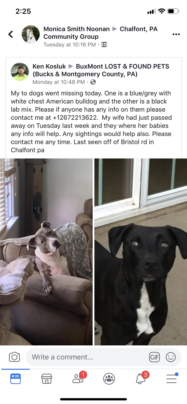 Lost dog in Chalfont, PA, 18914
