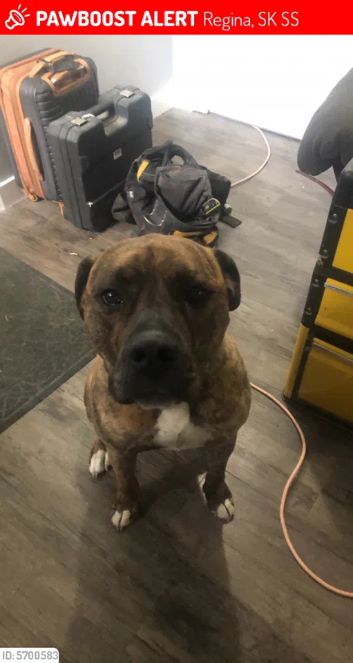Lost dog in Unknown, CA, 0
