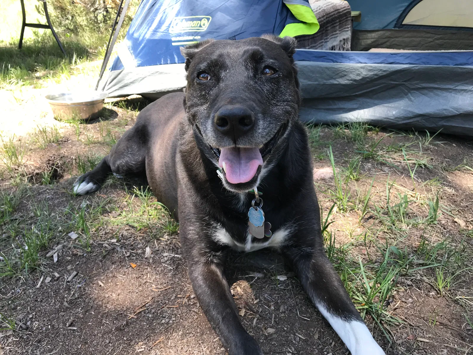 Lost dog in Leadville, CO, 80461